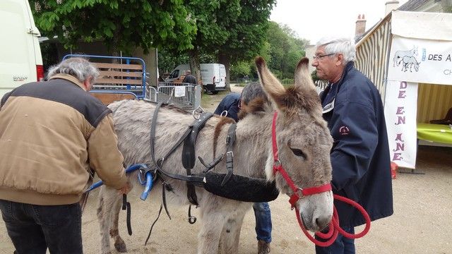 DSC07549.JPG