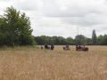 DSC07918.jpg