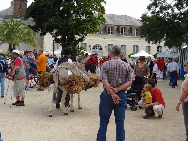DSC08754.jpg