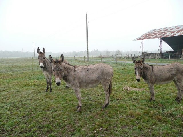 P1090449.jpg