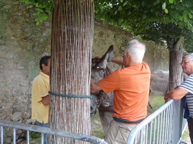 DSC08616.jpg