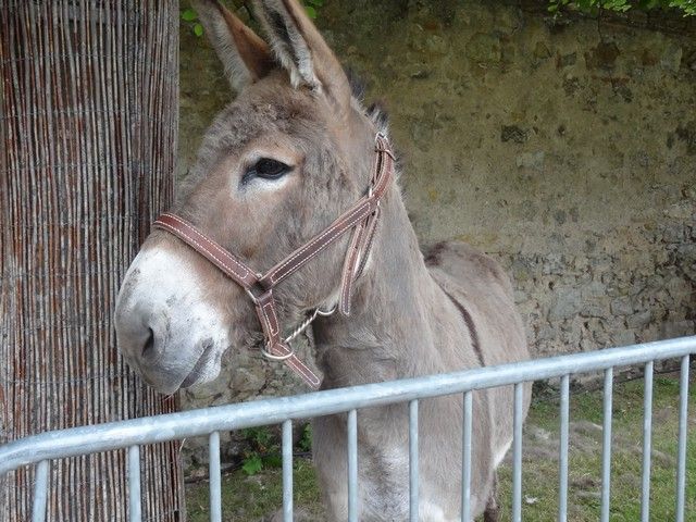 DSC08618.jpg