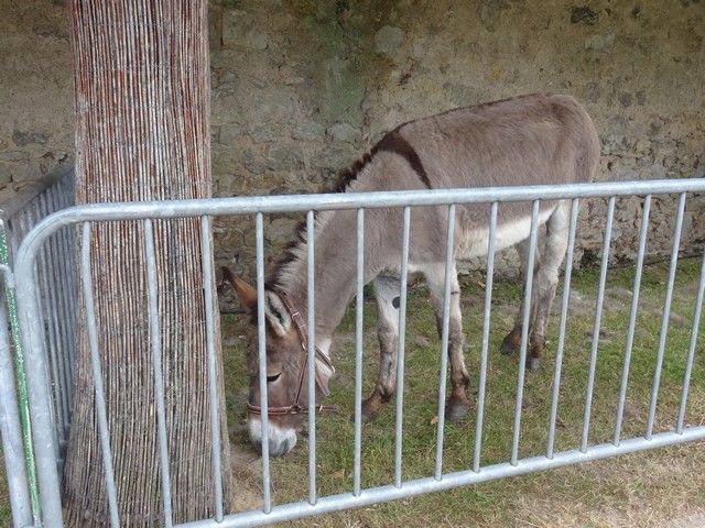 DSC08619.jpg