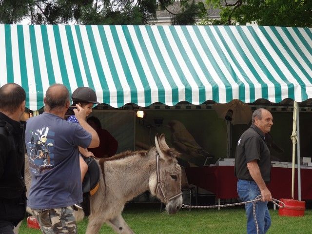 DSC08638.jpg