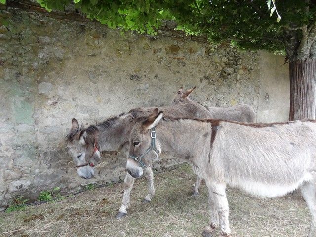 DSC08644.jpg