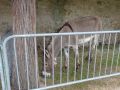 DSC08619.jpg