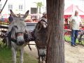 DSC08630.jpg
