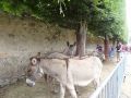 DSC08643.jpg
