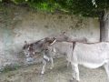 DSC08644.jpg