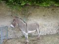 DSC08645.jpg