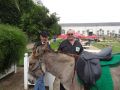 DSC08650.jpg