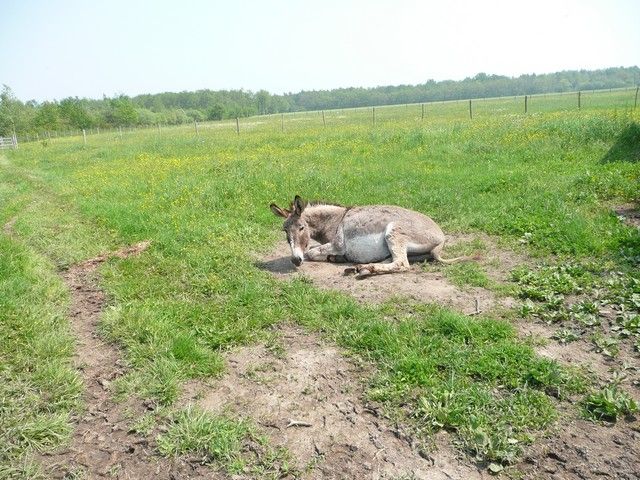 P1060337.jpg